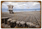 Laguana Tower Pilings 24 X 36