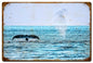Hawaii Whales 36 X 24